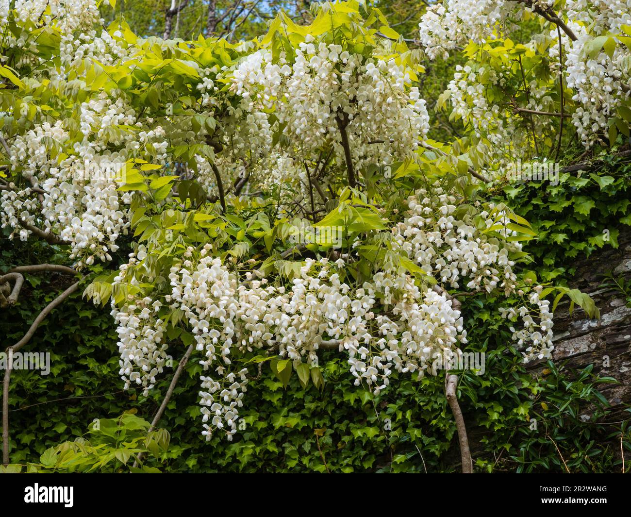 White flowers of the hardy, woody, deciduous climber, Wisteria venusta 'Alba' Stock Photo Alamy