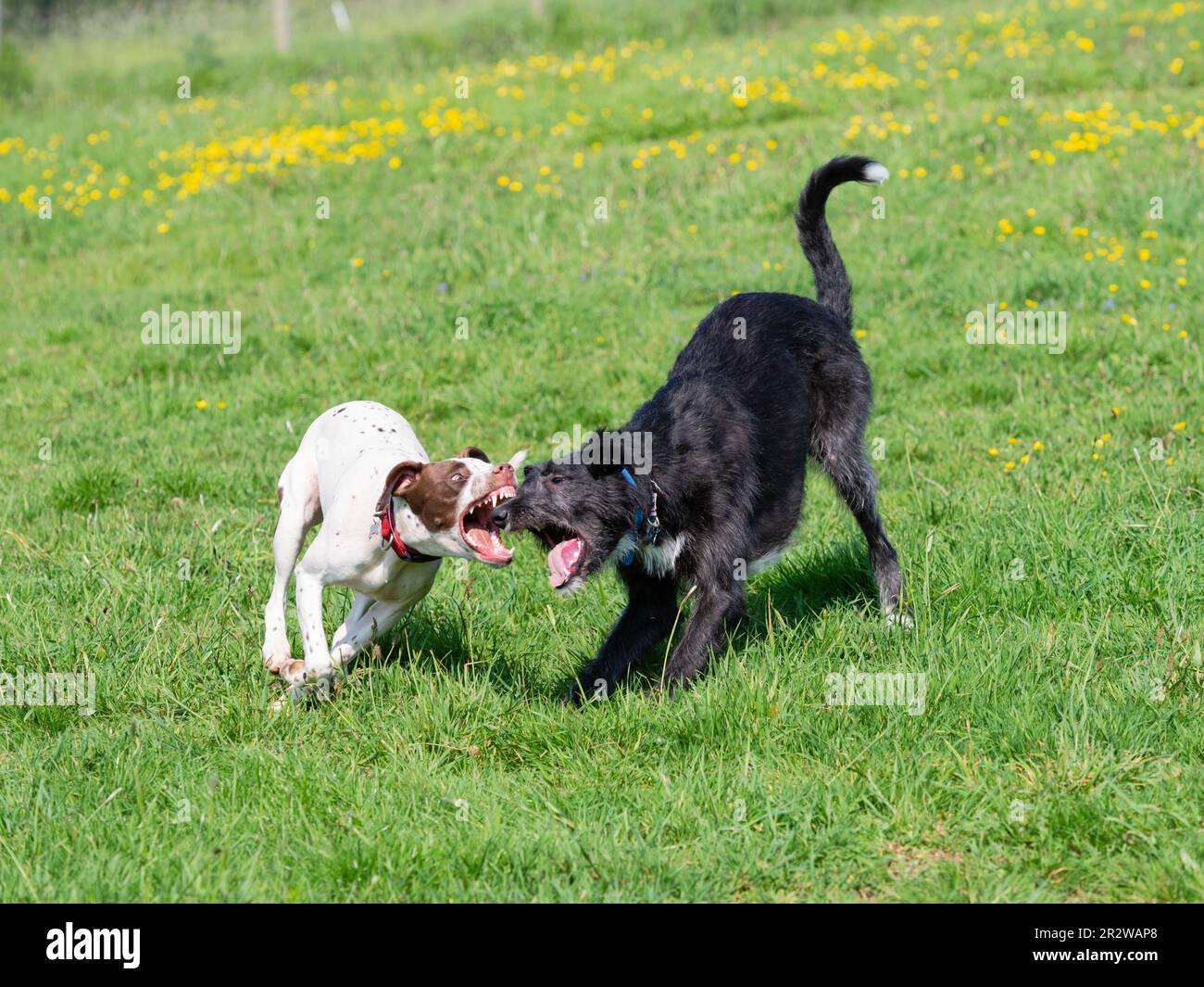 Narla, a Dalmation x Bull Terrier, and Sampson, a deerhound x greyhound, play fighting in a UK meadow Stock Photo