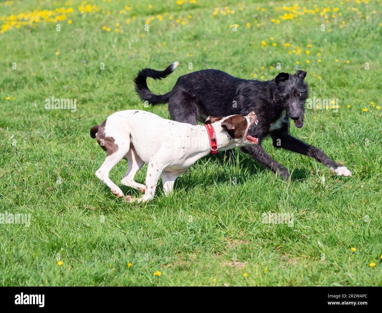 Narla, a Dalmation x Bull Terrier, and Sampson, a deerhound x greyhound, play fighting in a UK meadow Stock Photo