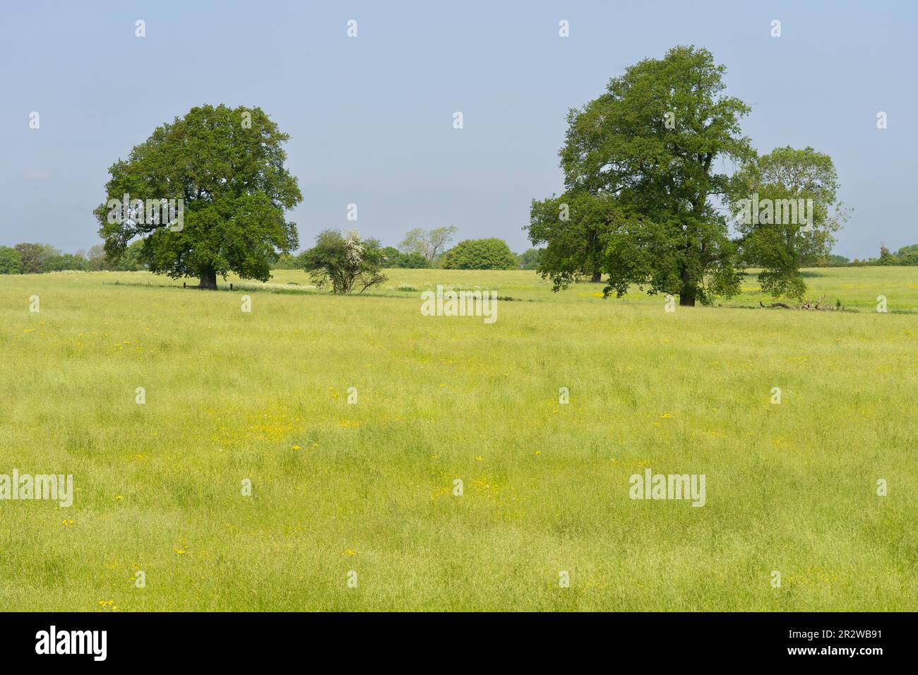 View across a field under which are the buried ruins of the Roman city of Silchester (Calleva Atrebatum). Hampshire, UK. Concept: Roman Britain Stock Photo