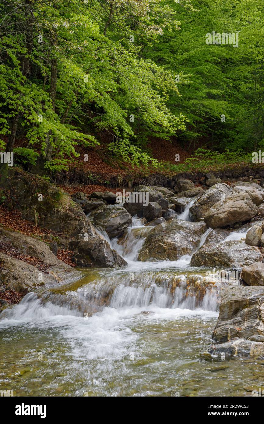 Scenic view of river flowing in forest, Regional Natural Park of the Ligurian Alps, Italy Stock Photo