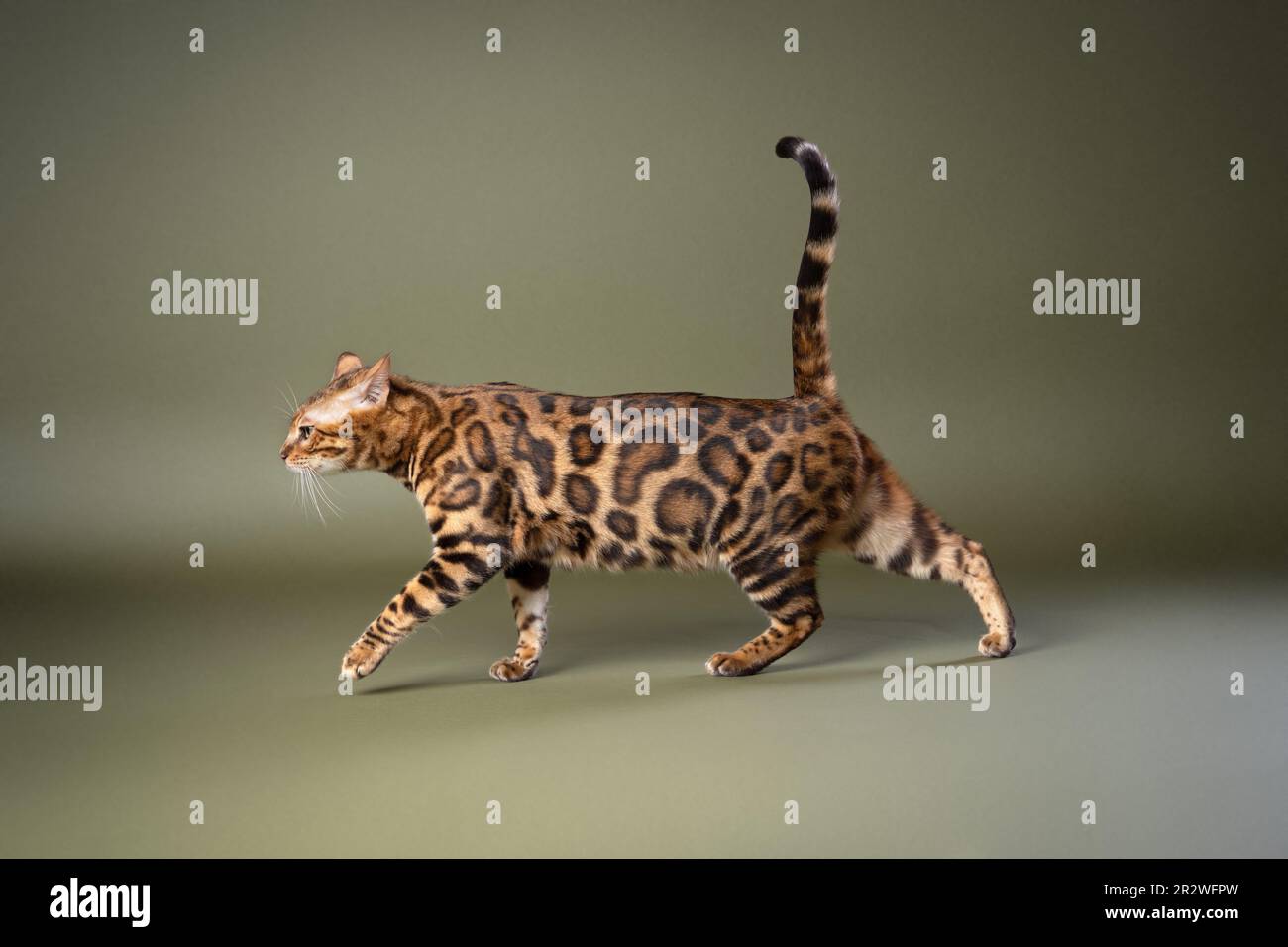 bengal cat with beautiful fur pattern walking on olive green studio