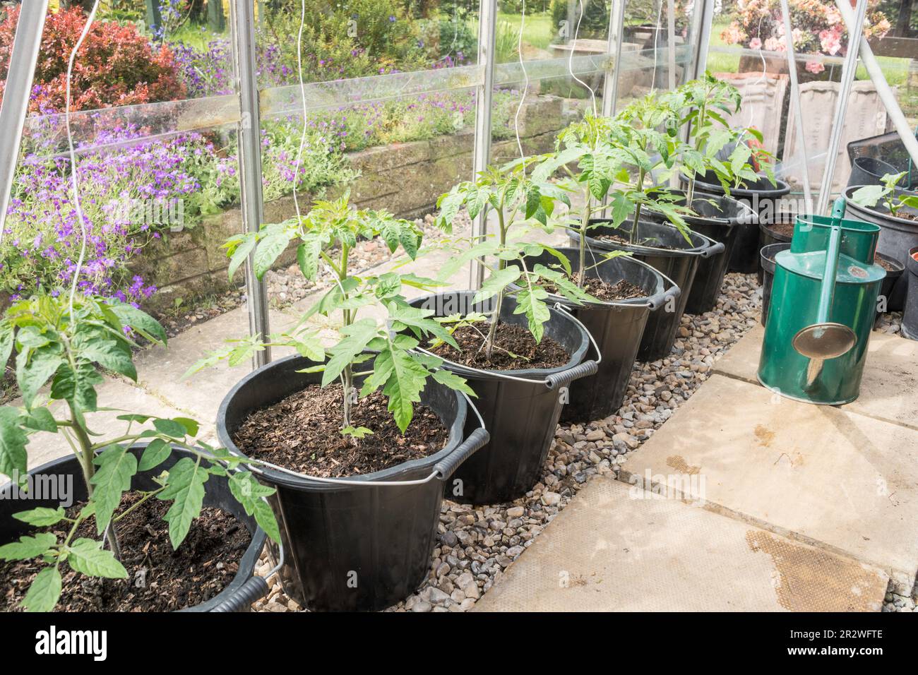 Young Gardener's Delight cordon tomatoes growing in a greenhouse