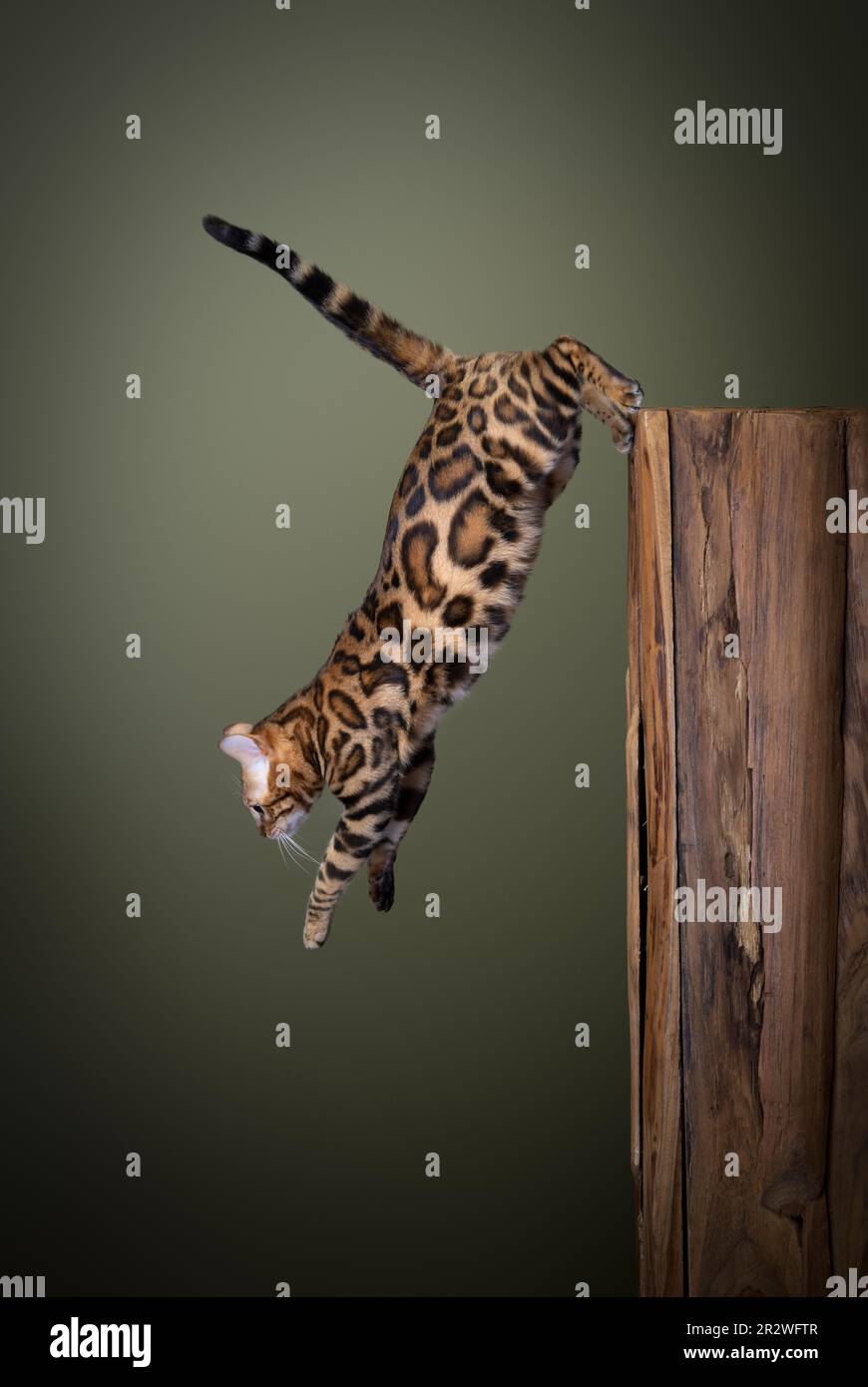 Bengal cat jumping down from a wooden tree log. mid air studio shot on