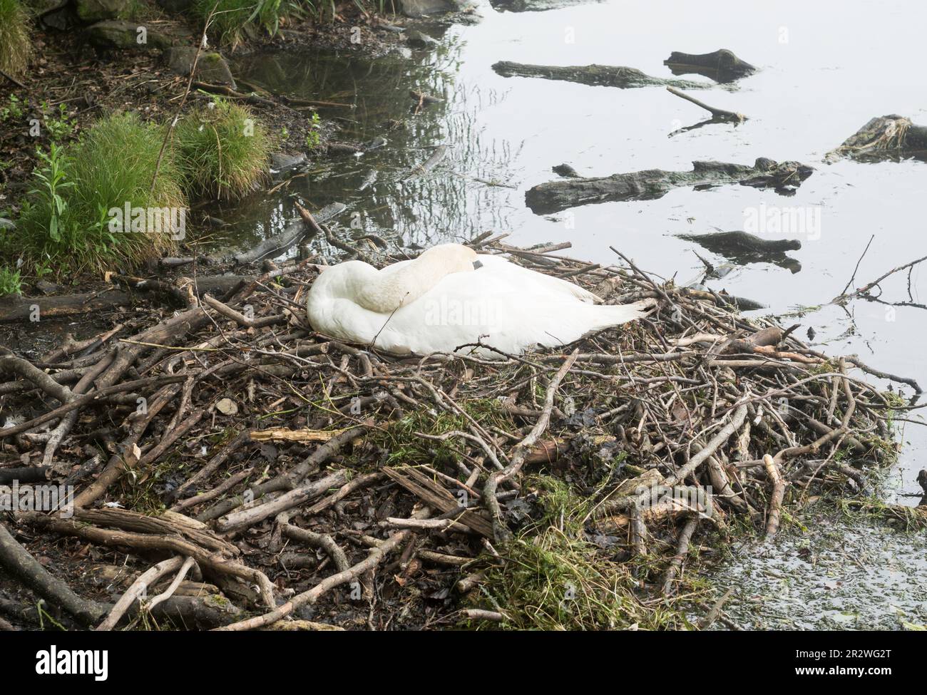 A swan on its nest in Roundhay Park lake, Leeds, England, UK Stock Photo