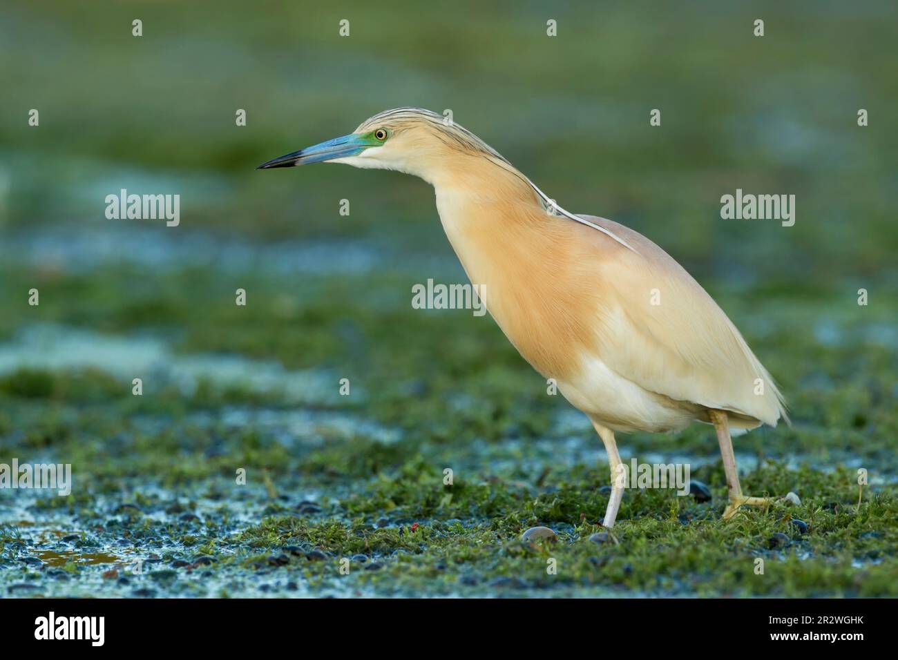 Squacco heron (Ardeola ralloides) standing among vegetation while hunting in the Danube delta complex of lagoons Stock Photo