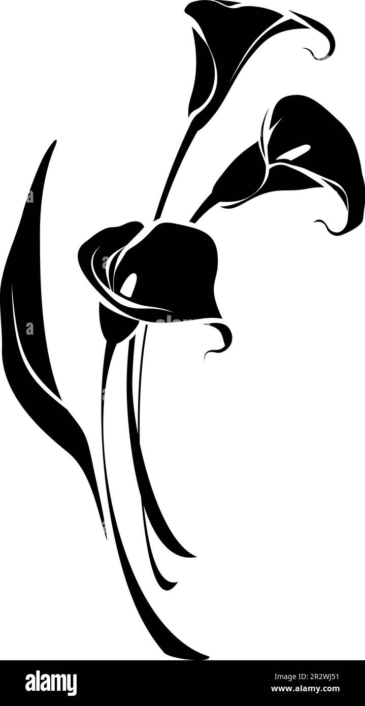 Bouquet of calla lily flowers isolated on a white background. Black