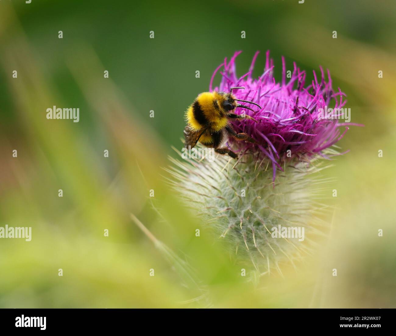 Portugal. Spring flowers. Bumble bee - bombus terrestris lusitanicus feeds on a thistle in bloom. Shallow focus on the bee for effect. Space for text Stock Photo