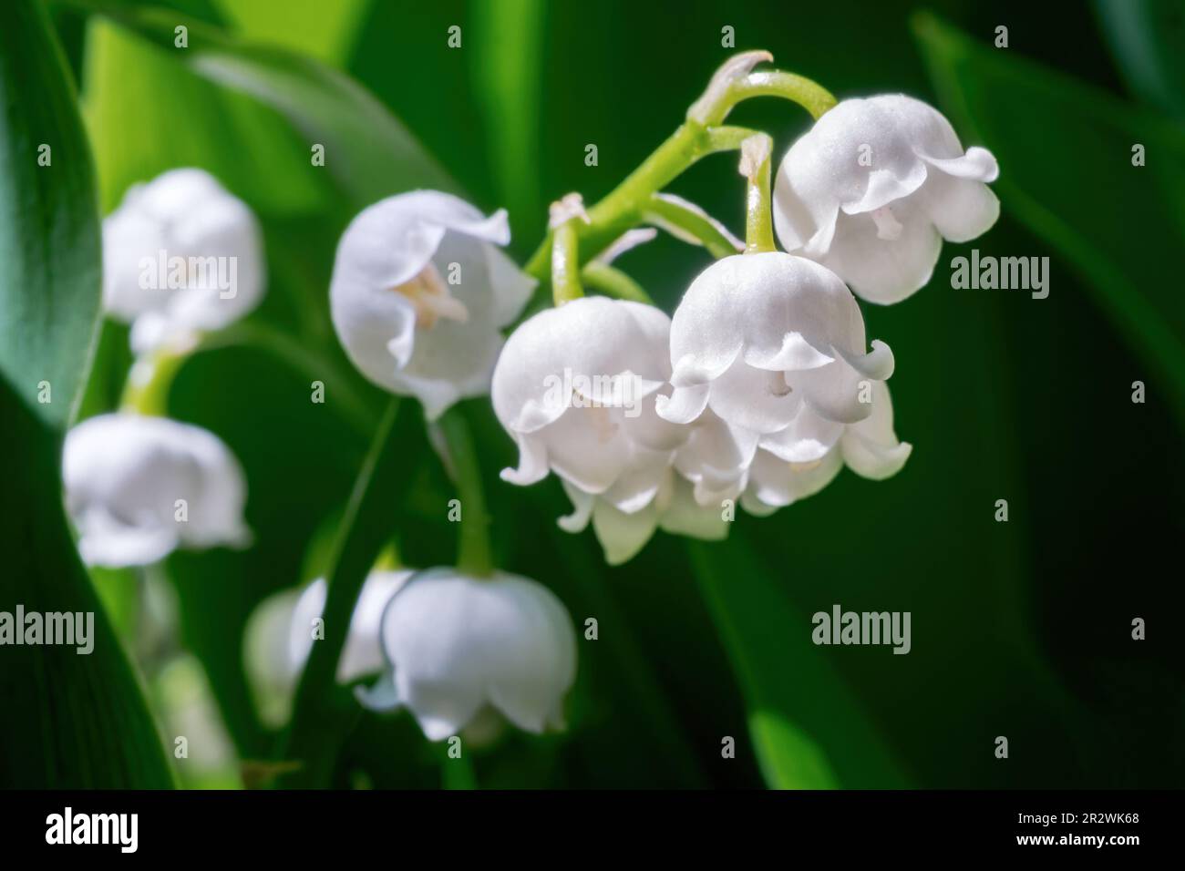 Lily of the valley bunch hi-res stock photography and images - Alamy