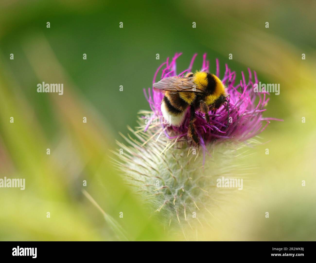 Portugal. Spring flowers. Bumble bee - bombus terrestris lusitanicus feeds on a thistle in bloom. Shallow focus on the bee for effect. Space for text Stock Photo