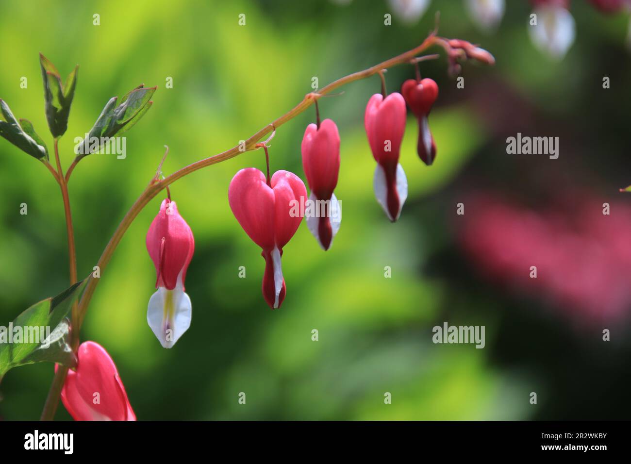 Lots of Love on One Stem Known as the Bleeding Heart poppy, this pink
