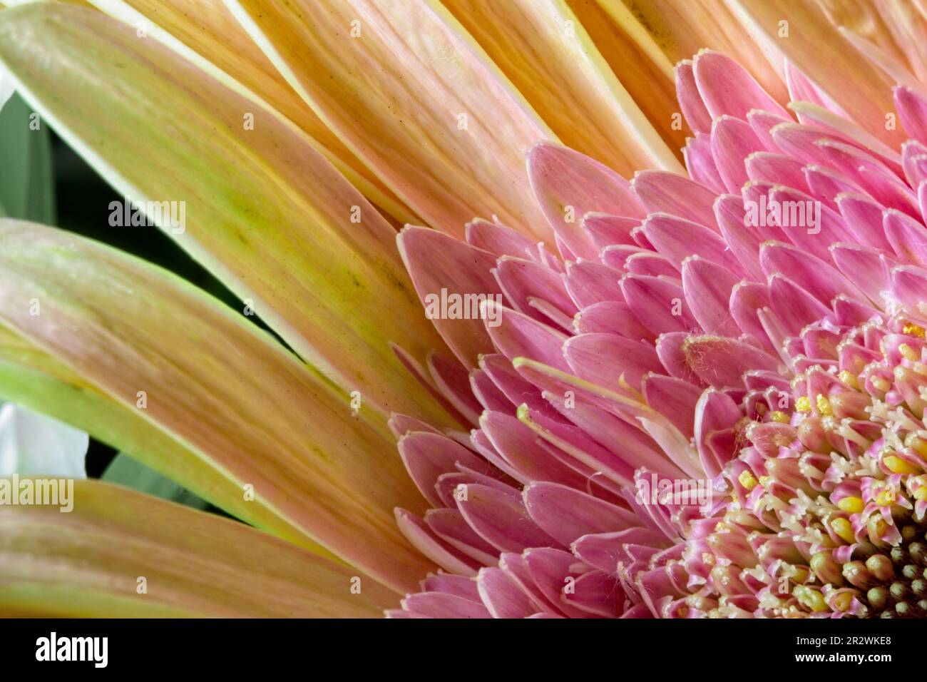 Macro of a flower with yellow petals and new pink petals starting to emerge next to the stamen. Stock Photo