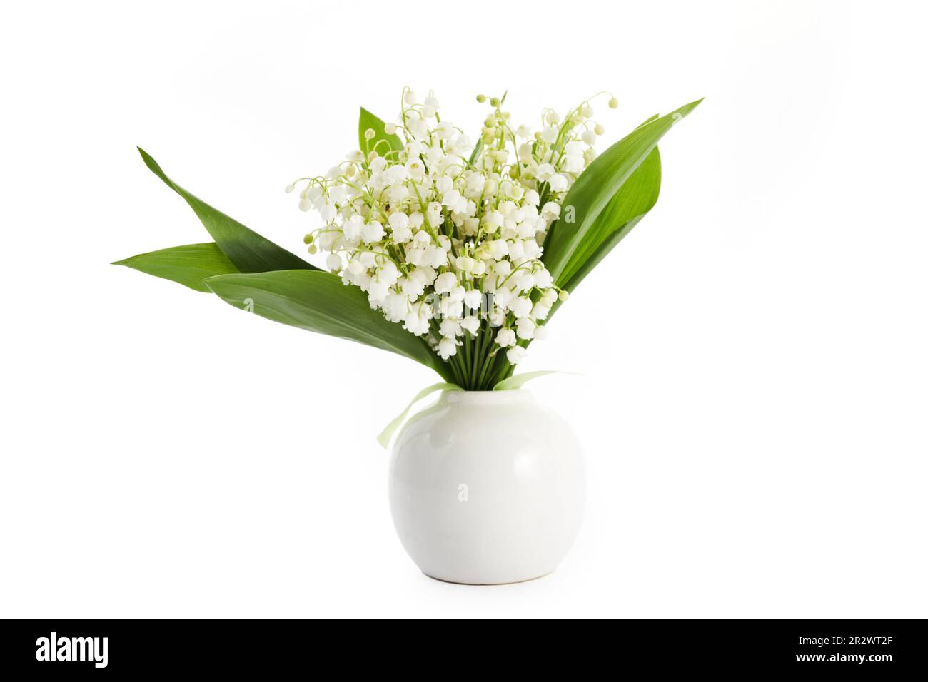 Lilly of the valley flowers and leaves isolated on white background ...