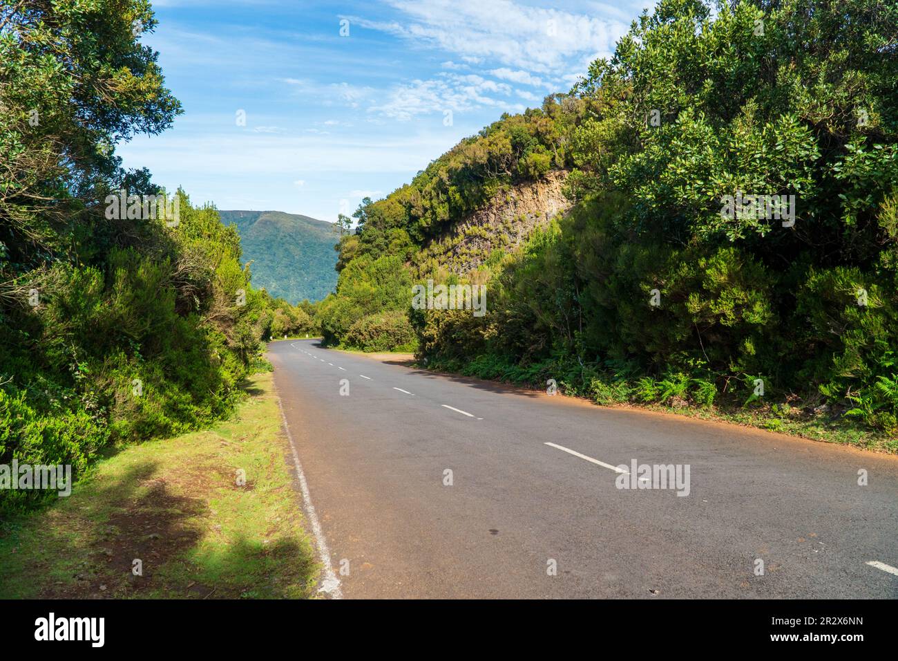 Nature green Roud tree day in madeira island Stock Photo
