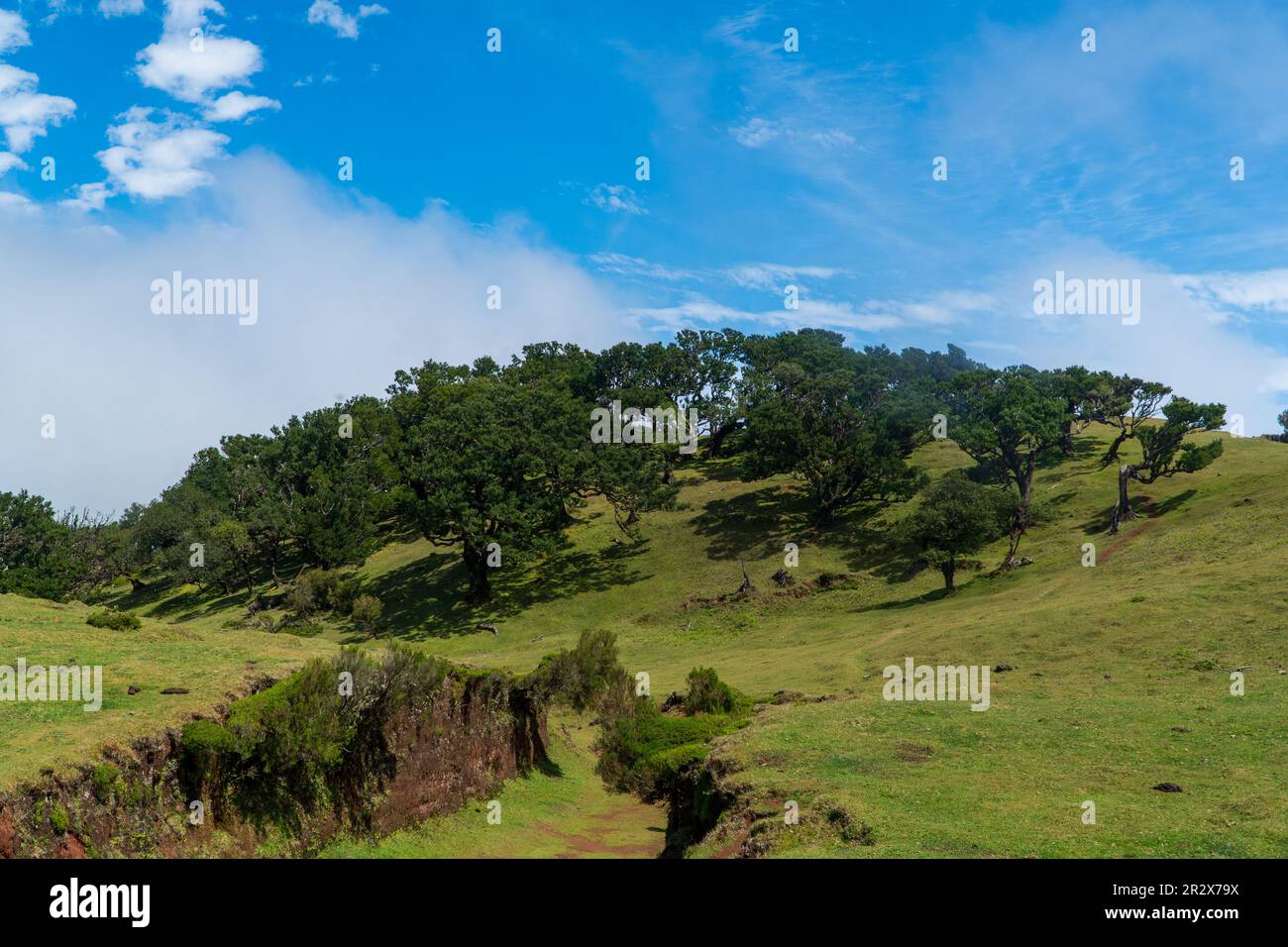 Portugal, Madeira, Fanal photo from the Offset Collection Stock Photo