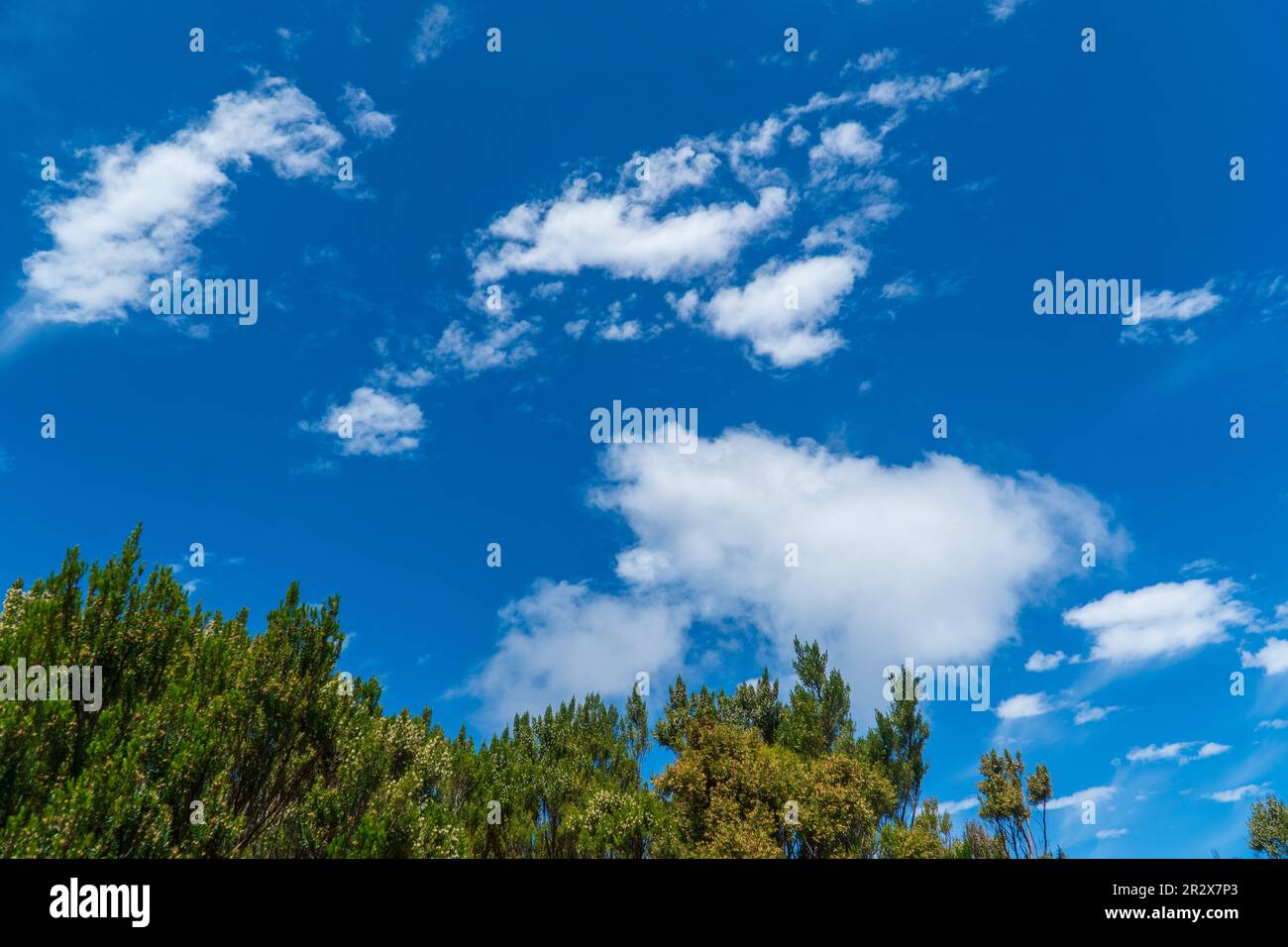Cloudy blue sky with trees Stock Photo - Alamy