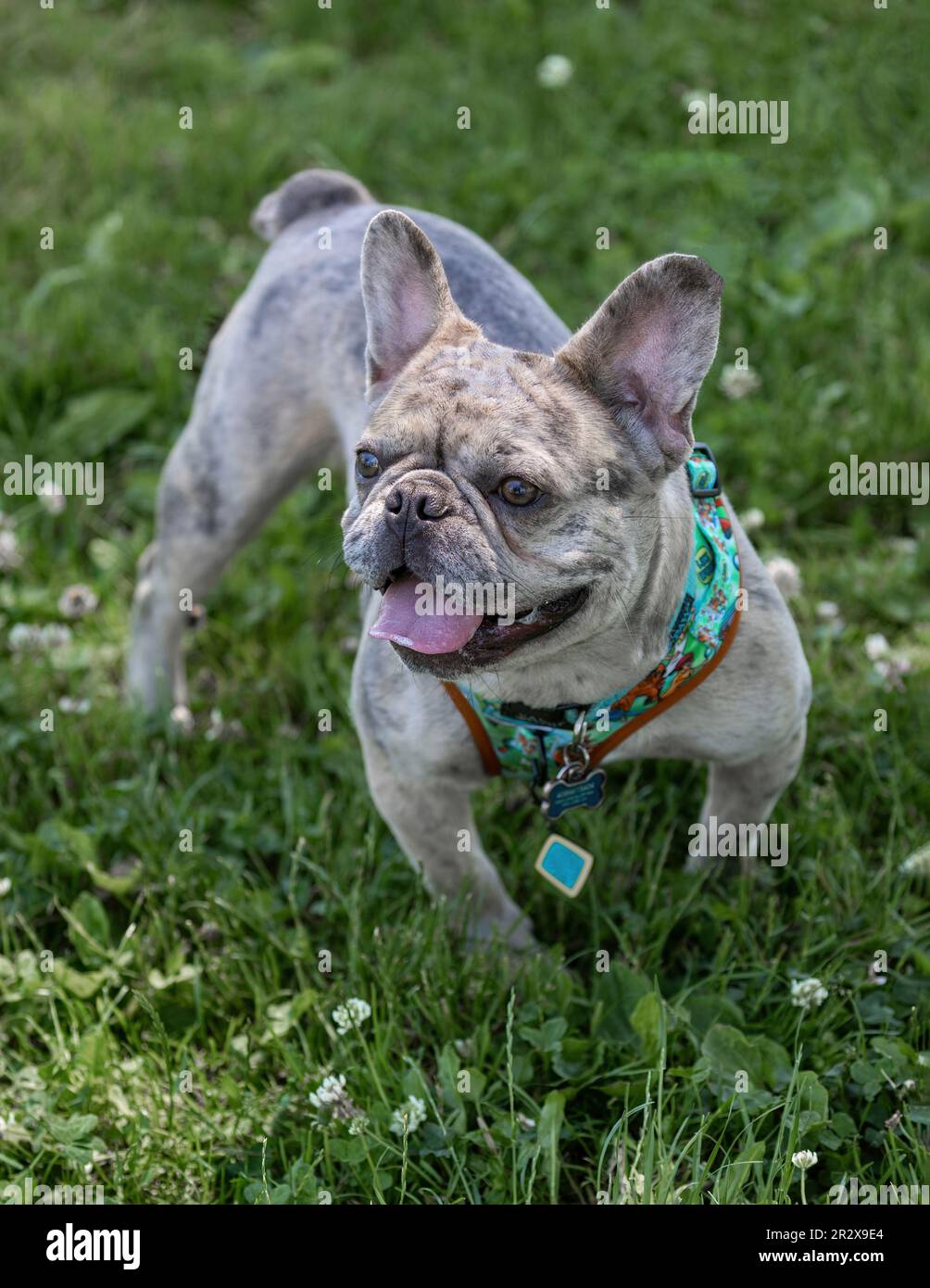 1-Year-Old Merle Tan Frenchie Male. Off-leash dog park in Northern California. Stock Photo
