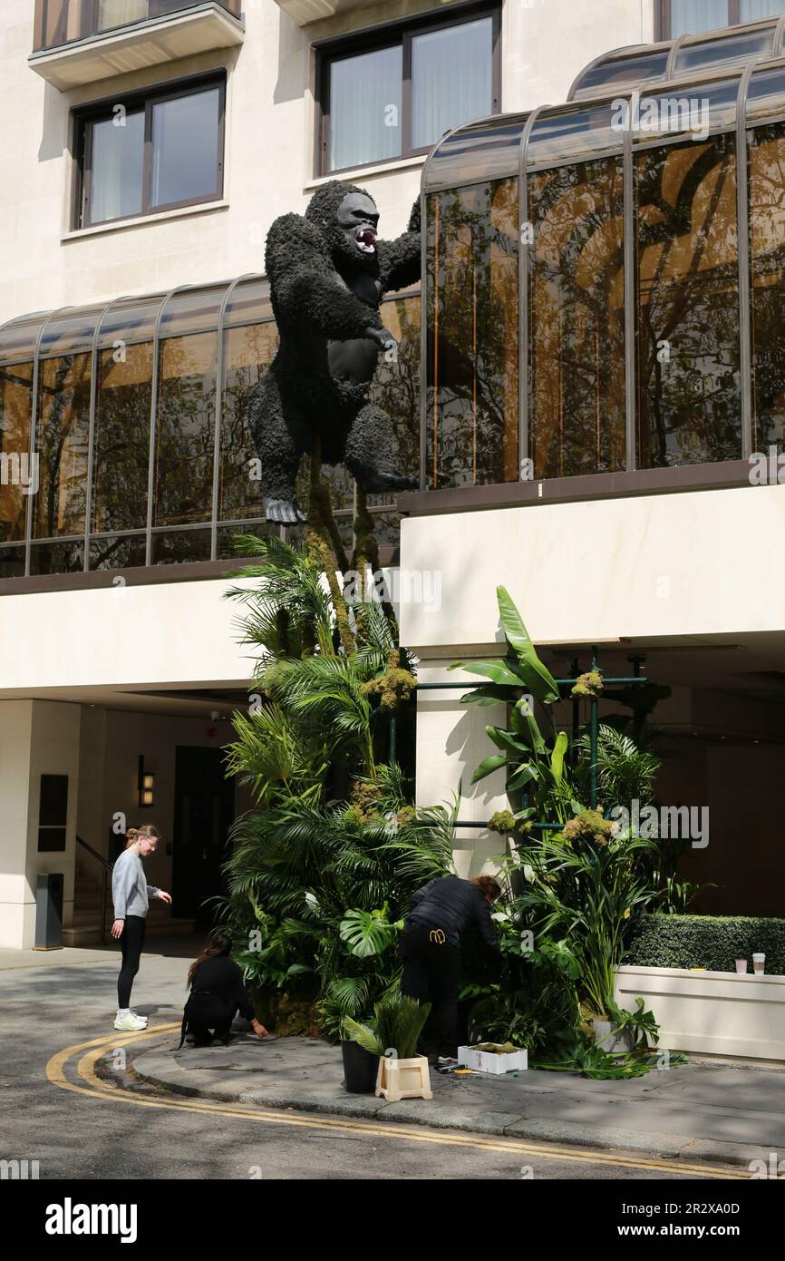 London, UK. 21 May 2023. The Carlton Tower Jumeirah. Belgravia in Bloom festival will take place