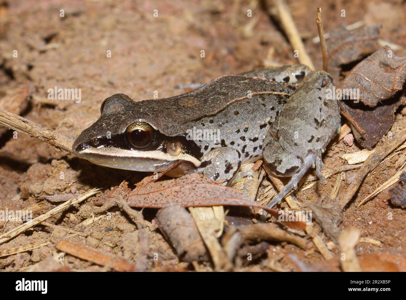 Leptodactylus mystaceus Stock Photo