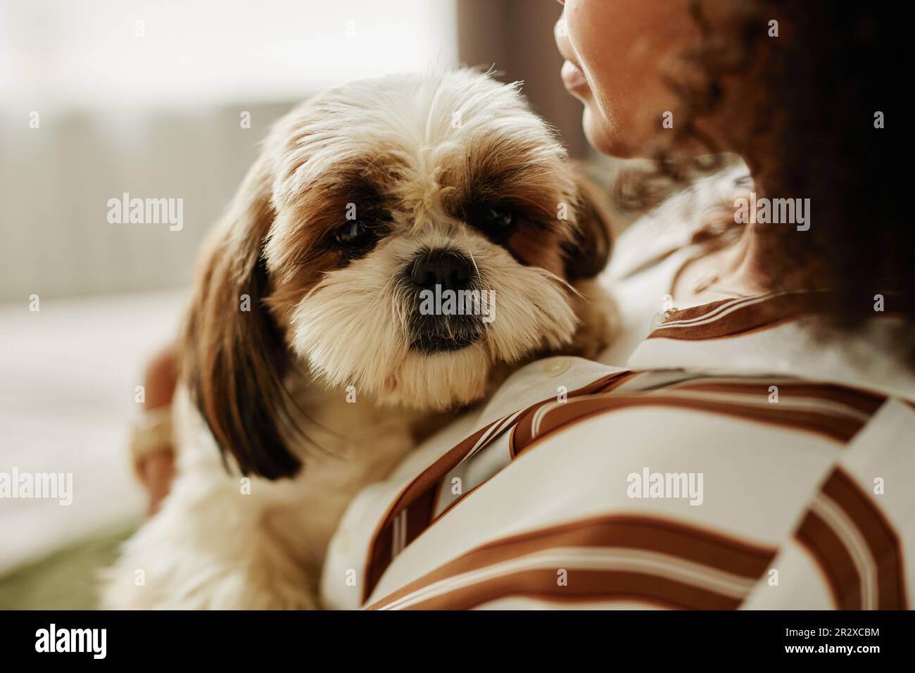 Closeup portrait of cute small dog cuddling with young woman and