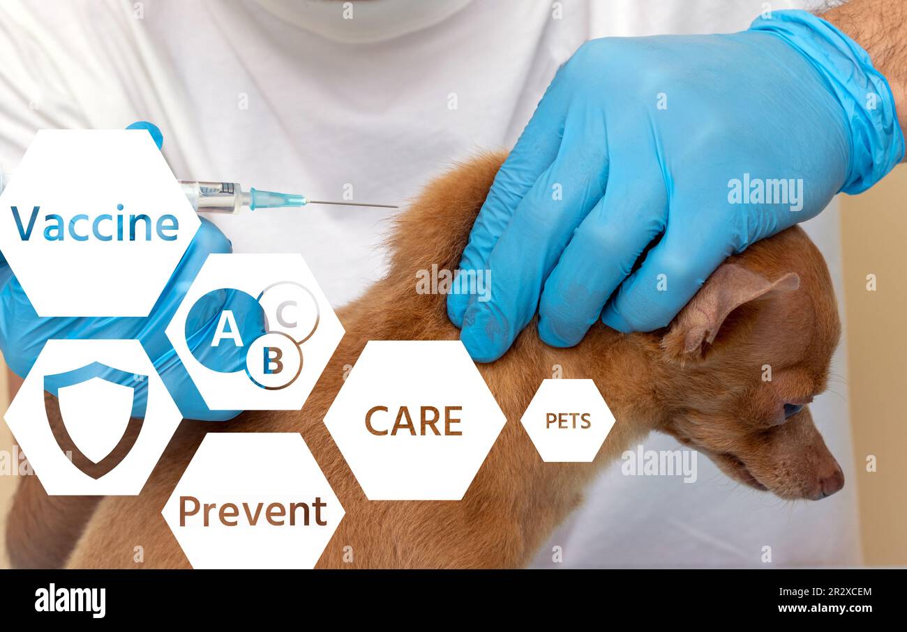 Veterinarian vaccinating a small purebred Toy Terrier dog, pet vaccination in a veterinary clinic. Stock Photo