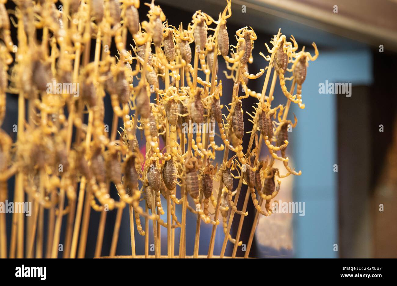 Cooked and tasty deep fried Scorpions on a stick. A special Chinese