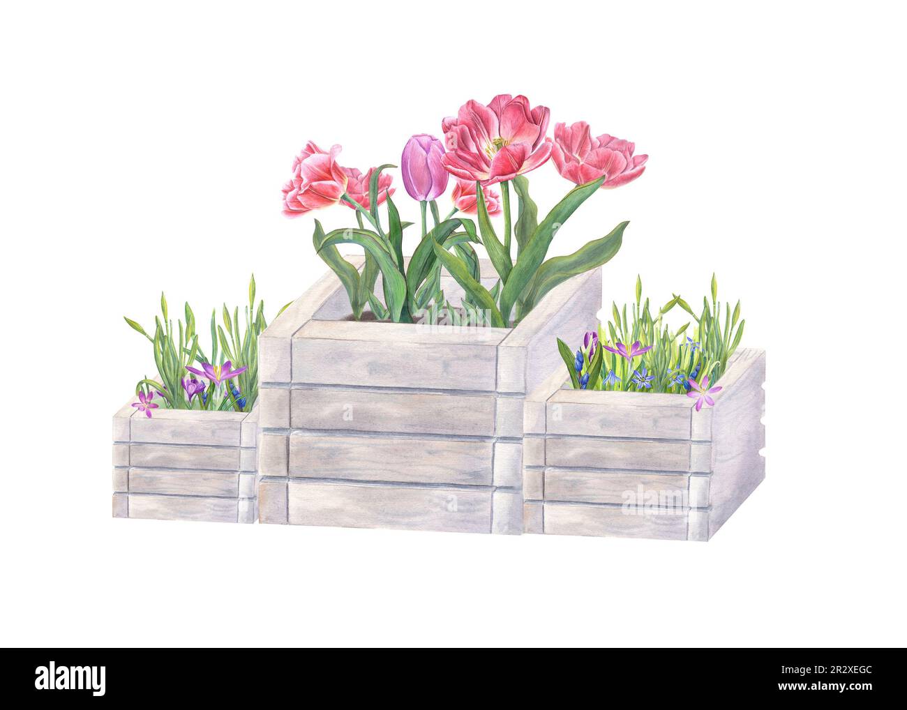 Pink double tulips, daffodils, crocus, scilla in wooden flower pots