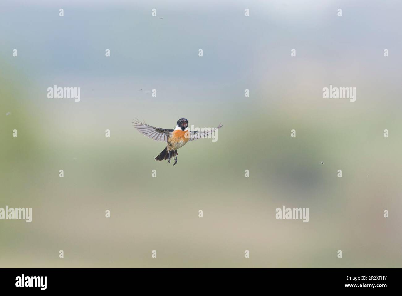 Stonechat In Flight Male non biting midge hi-res stock photography and images - Alamy