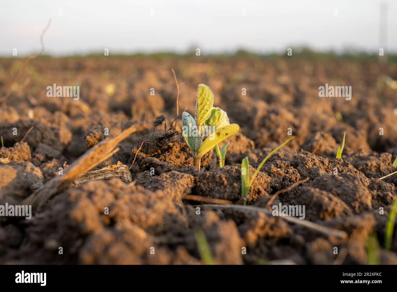Soybean crop seedling field hi-res stock photography and images - Alamy