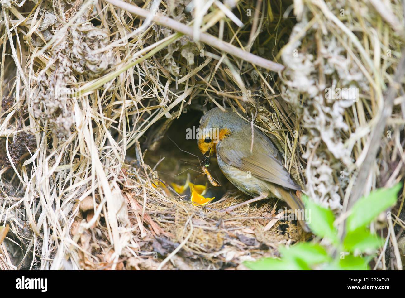 European robin Erithacus rubecula, adult feeding chicks at nest, Suffolk, England, May Stock Photo