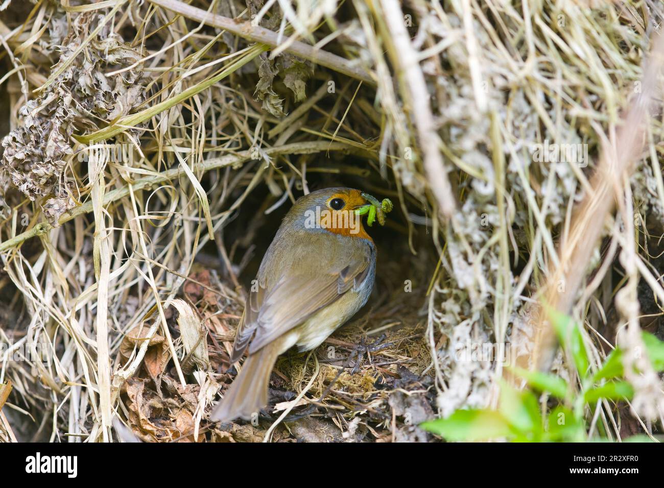 European robin Erithacus rubecula, adult perched at nest with caterpillars in beak, Suffolk, England, May Stock Photo