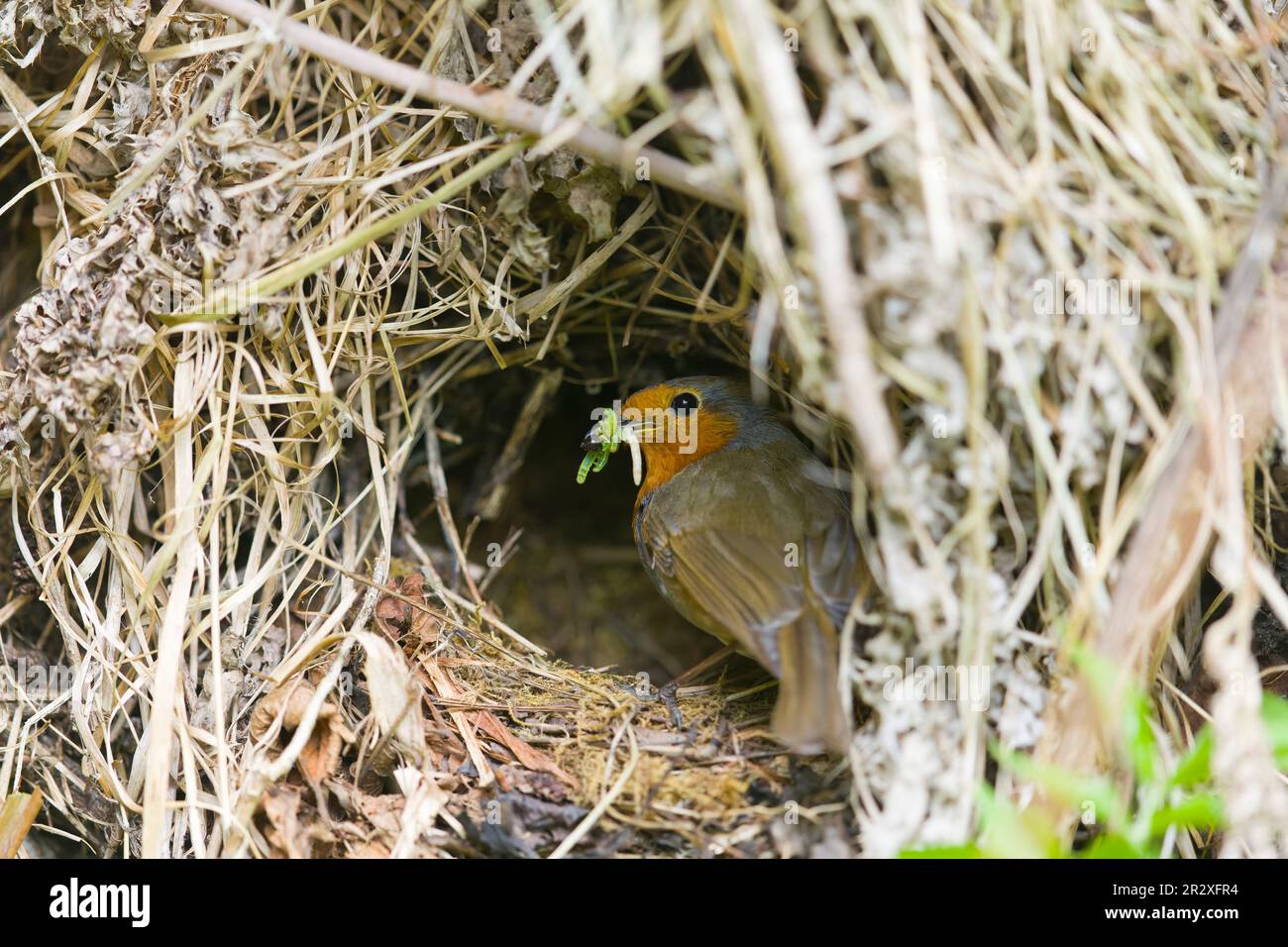 European robin Erithacus rubecula, adult perched at nest with caterpillars in beak, Suffolk, England, May Stock Photo