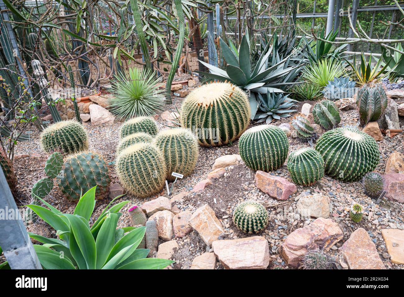 Collection of cacti in a greenhouse in botanical garden 'Arboretum Trompenburg' in Rotterdam, The Netherlands Stock Photo