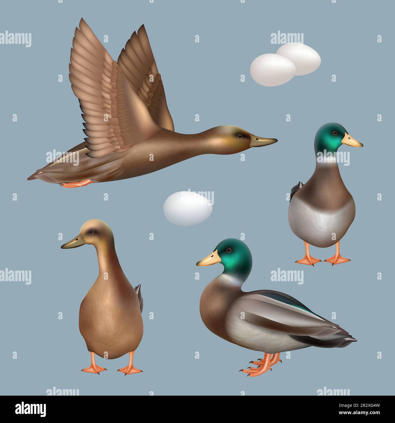 Ducks. Wild birds flying ducks decent vector realistic template Stock Vector