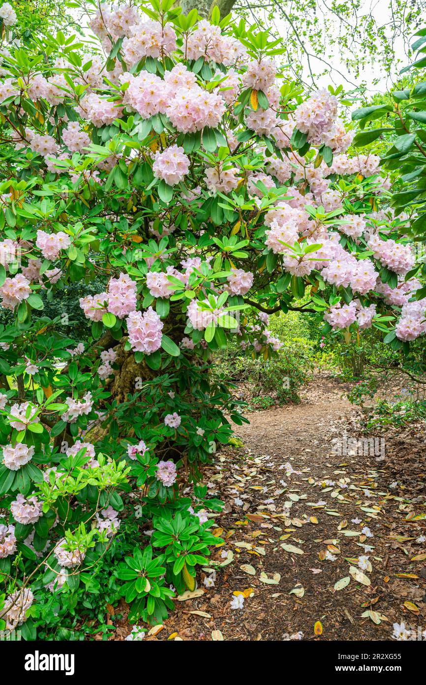 Overhanging rhododendron leaves hi-res stock photography and images - Alamy