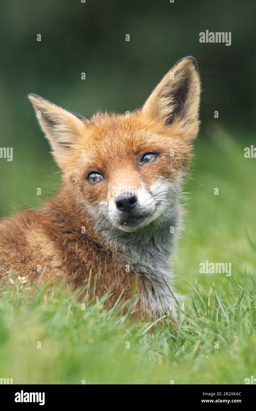Female fox looks over to the left with her big green eyes Stock Photo