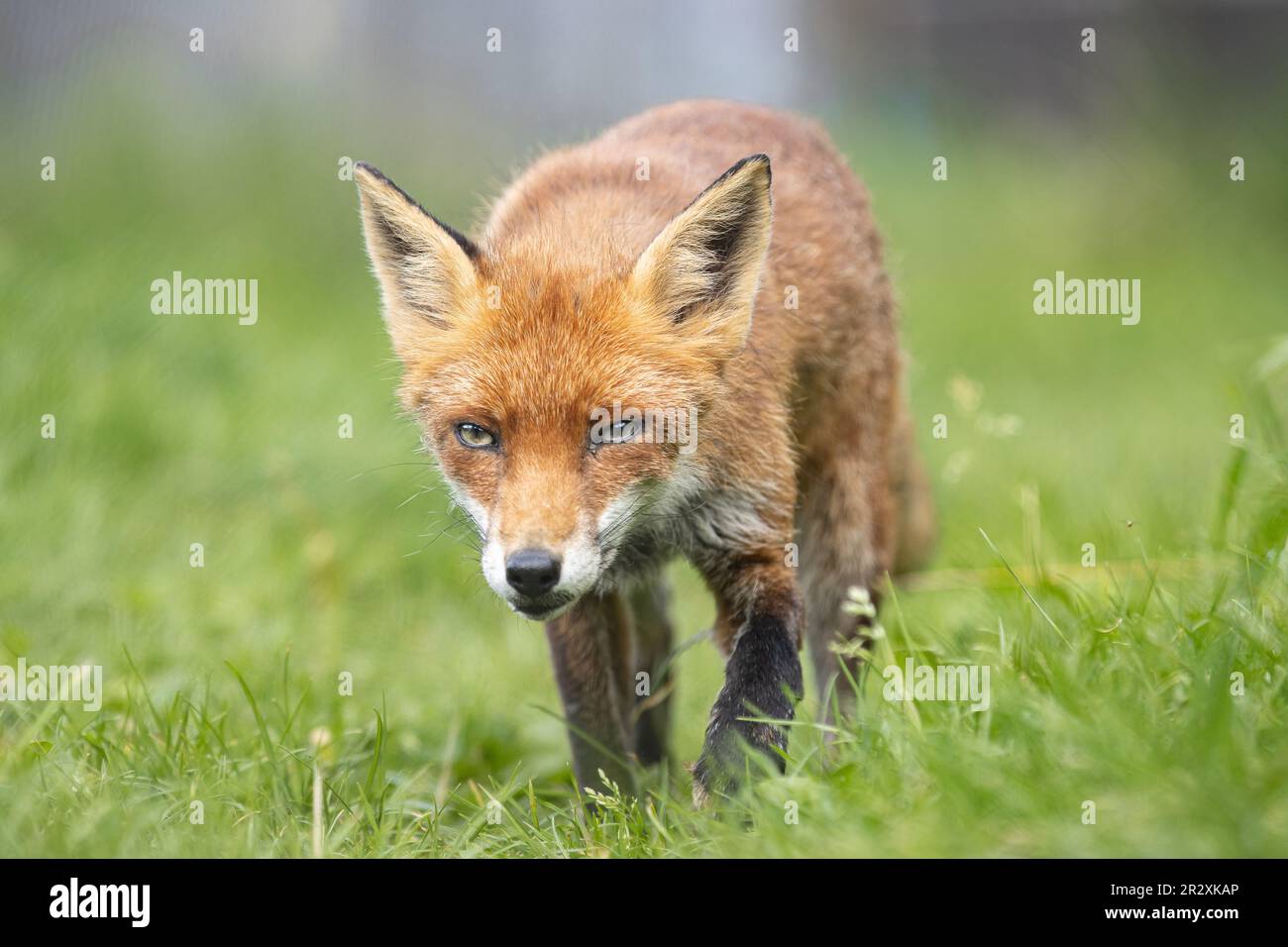 Green eyed fox walking towards camera in the green grass Stock Photo
