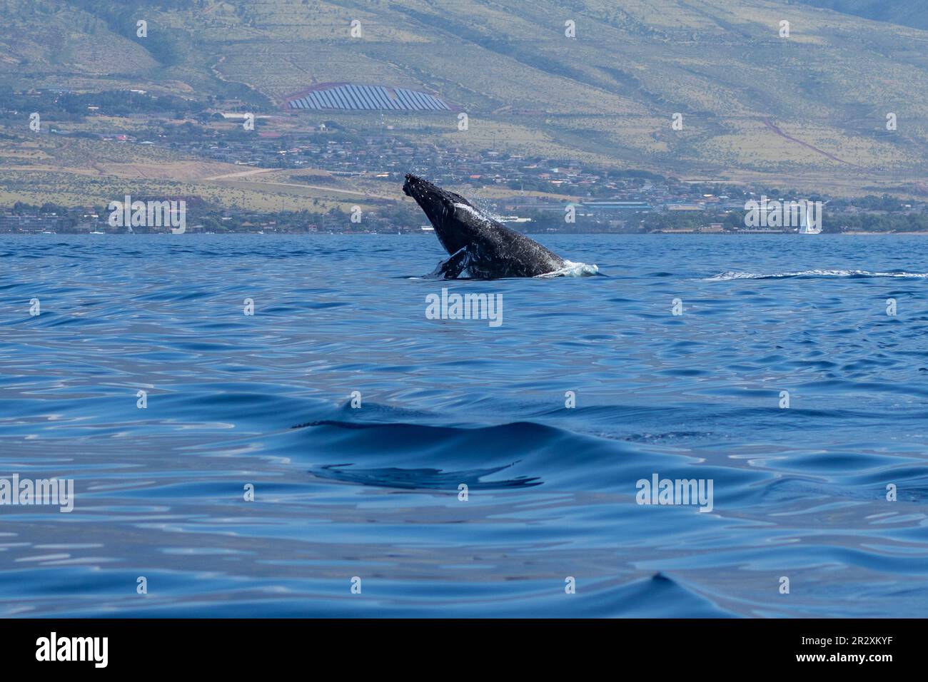Humpback whale head lunge. Lahaina, Maui, Hawaii Stock Photo - Alamy