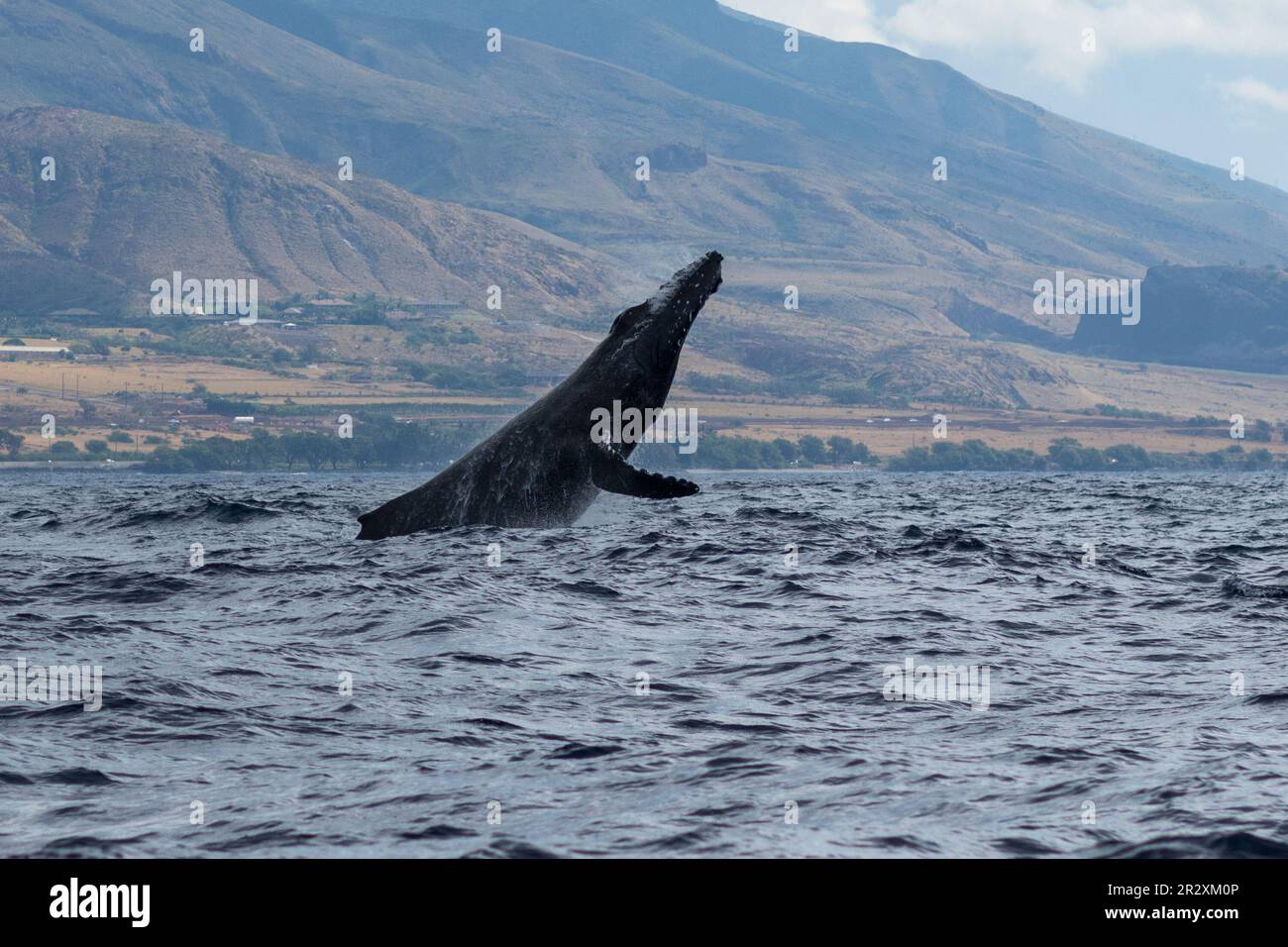 Humpback whale head lunge. Lahaina, Maui, Hawaii Stock Photo - Alamy