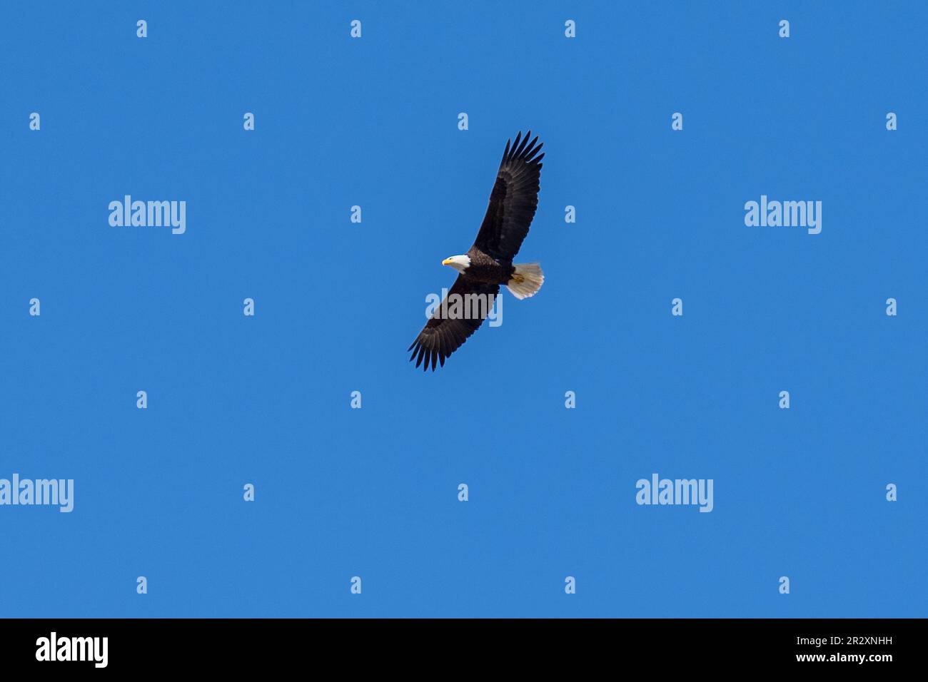 Bald Eagle soaring flying in flight. Shasta Wildlife Refuge, Montague