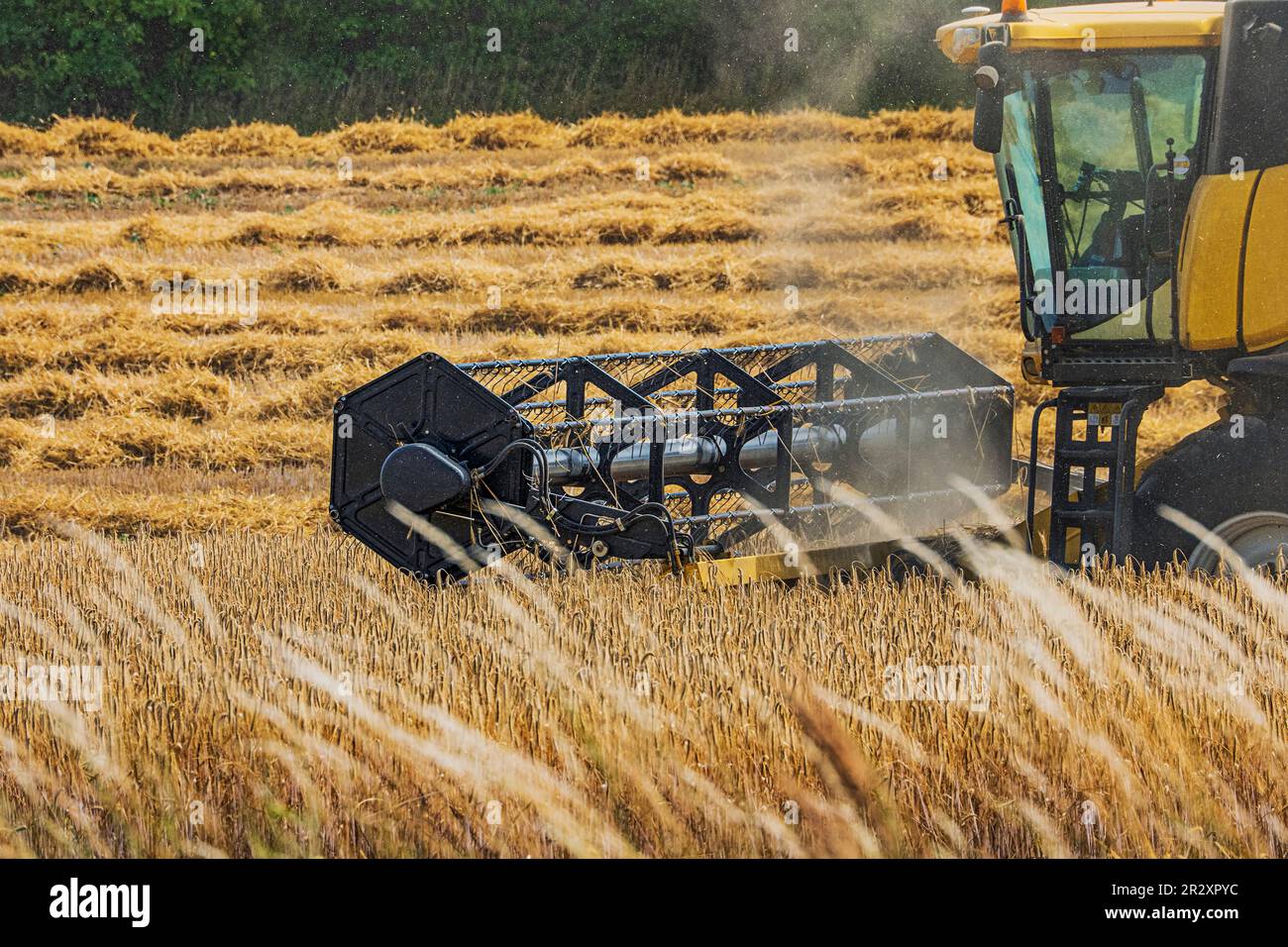 Close up of cab and cutter bar of combine harvester mowing wheat field