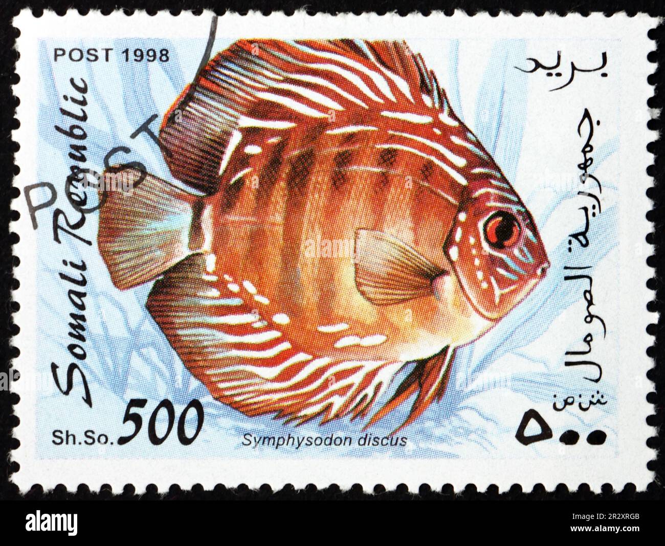 SOMALIA - CIRCA 1998: a stamp printed in Somalia shows red discus, symphysodon discus, is a species of cichlid native to the Amazon Basin, circa 1998 Stock Photo