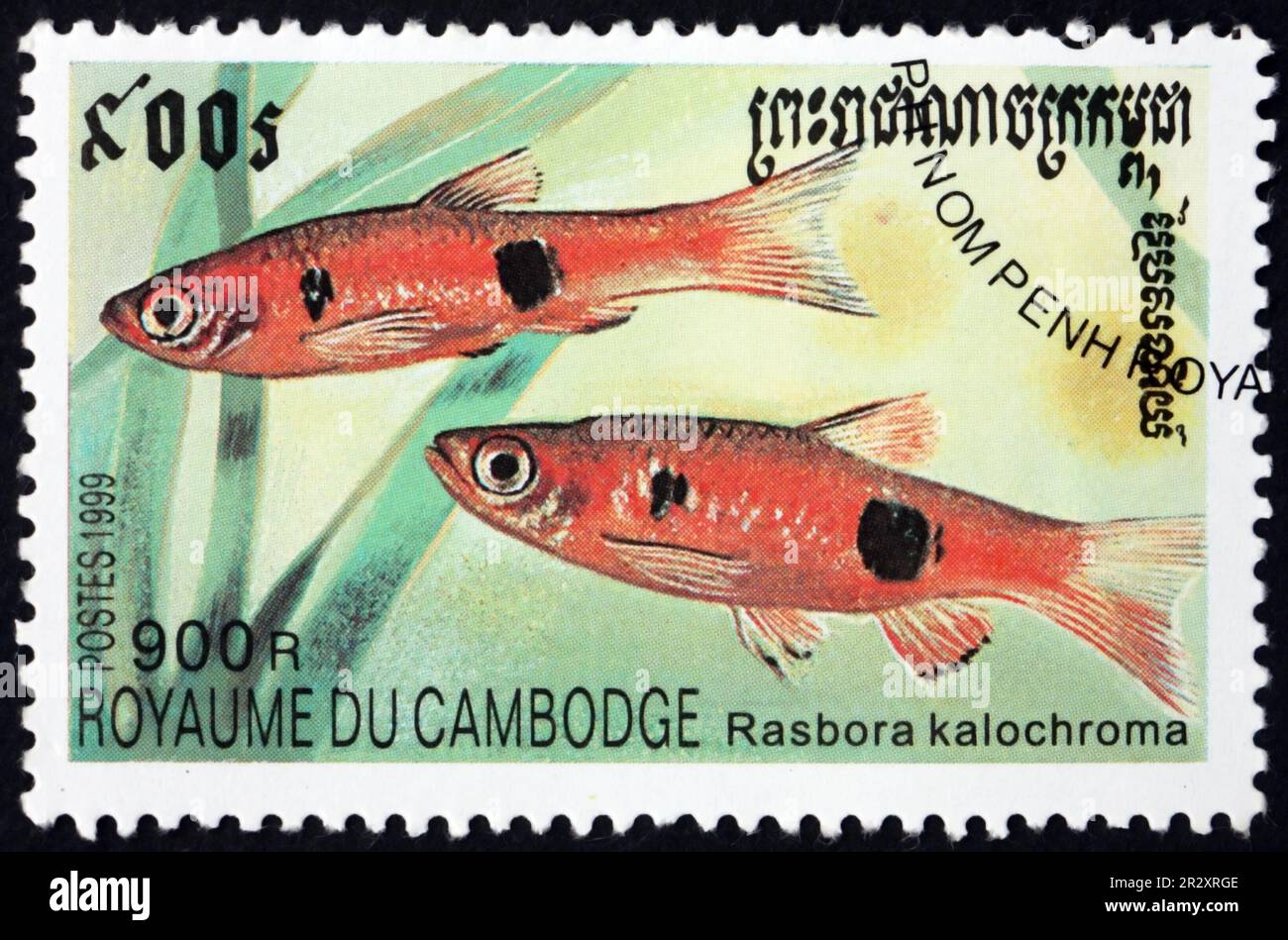 CAMBODIA - CIRCA 1999: a stamp printed in Cambodia shows the clown rasbora, rasbora kalochroma, is a species of ray-finned fish in the genus rasbora, Stock Photo