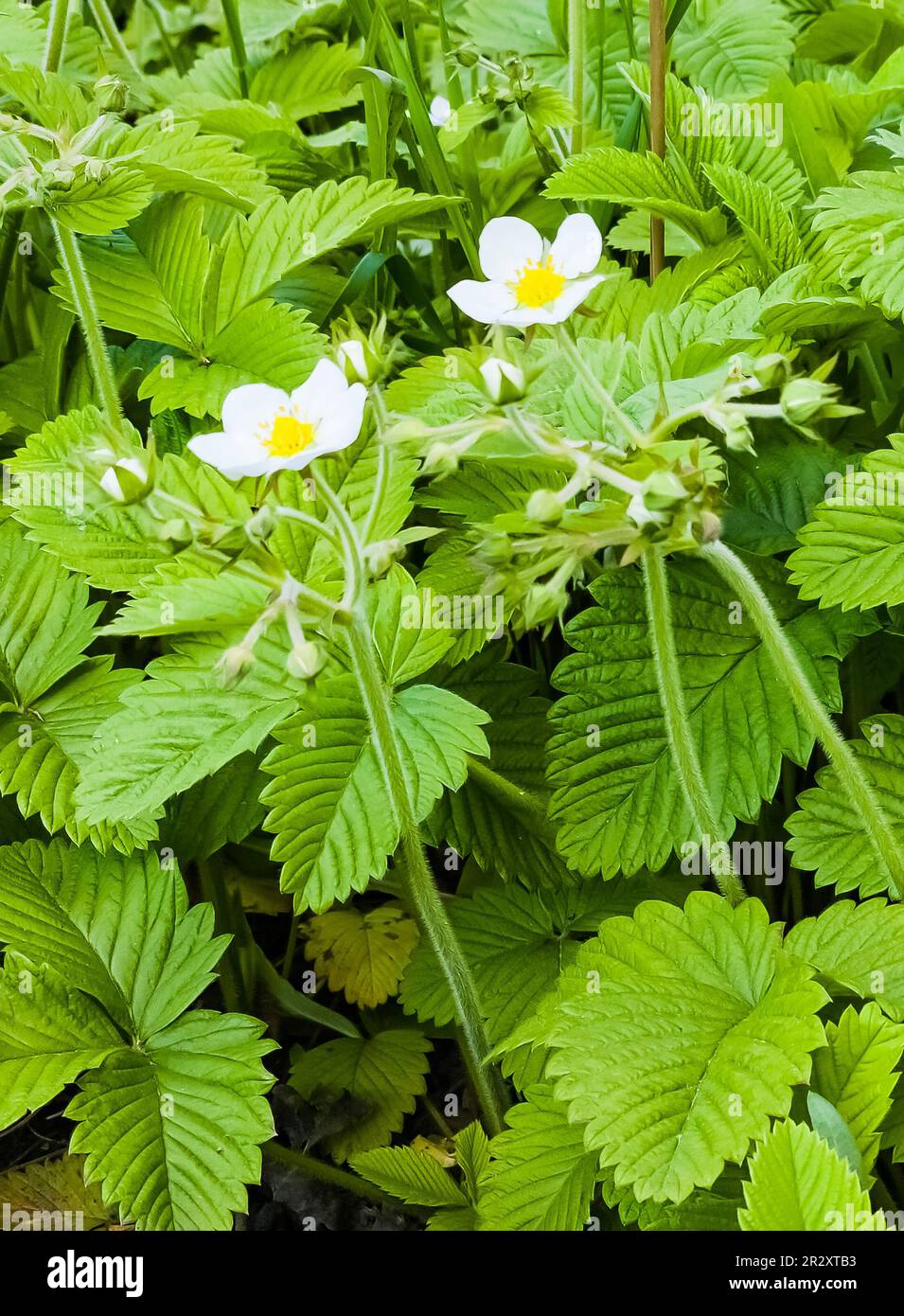 White flowers of wild strawberry in green grass. Latin name Fragaria L. Stock Photo