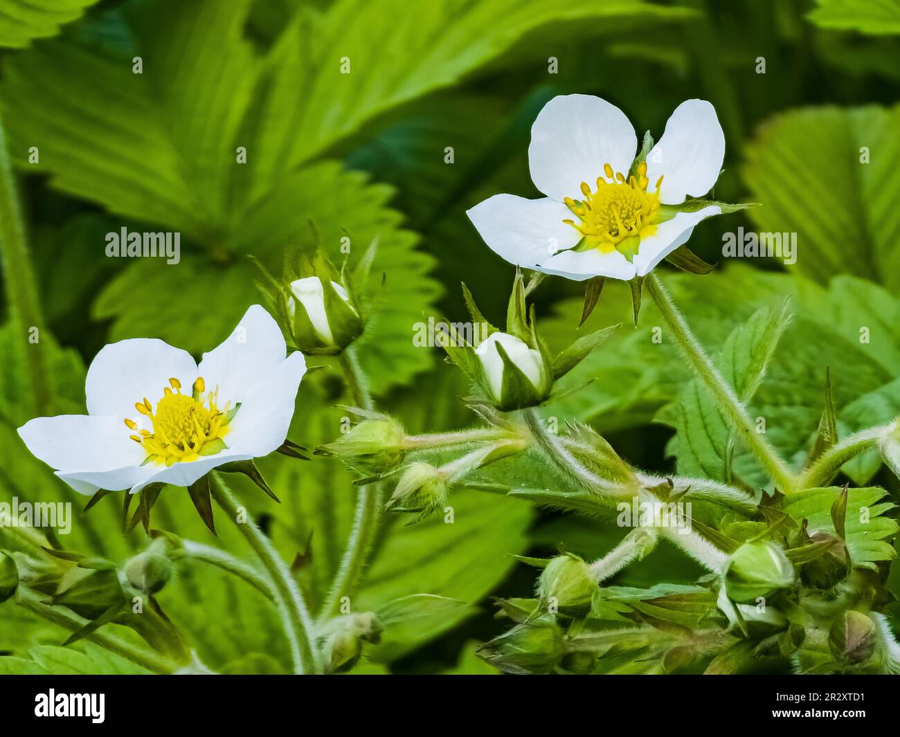 White flowers of wild strawberry in green grass. Latin name Fragaria L. Stock Photo