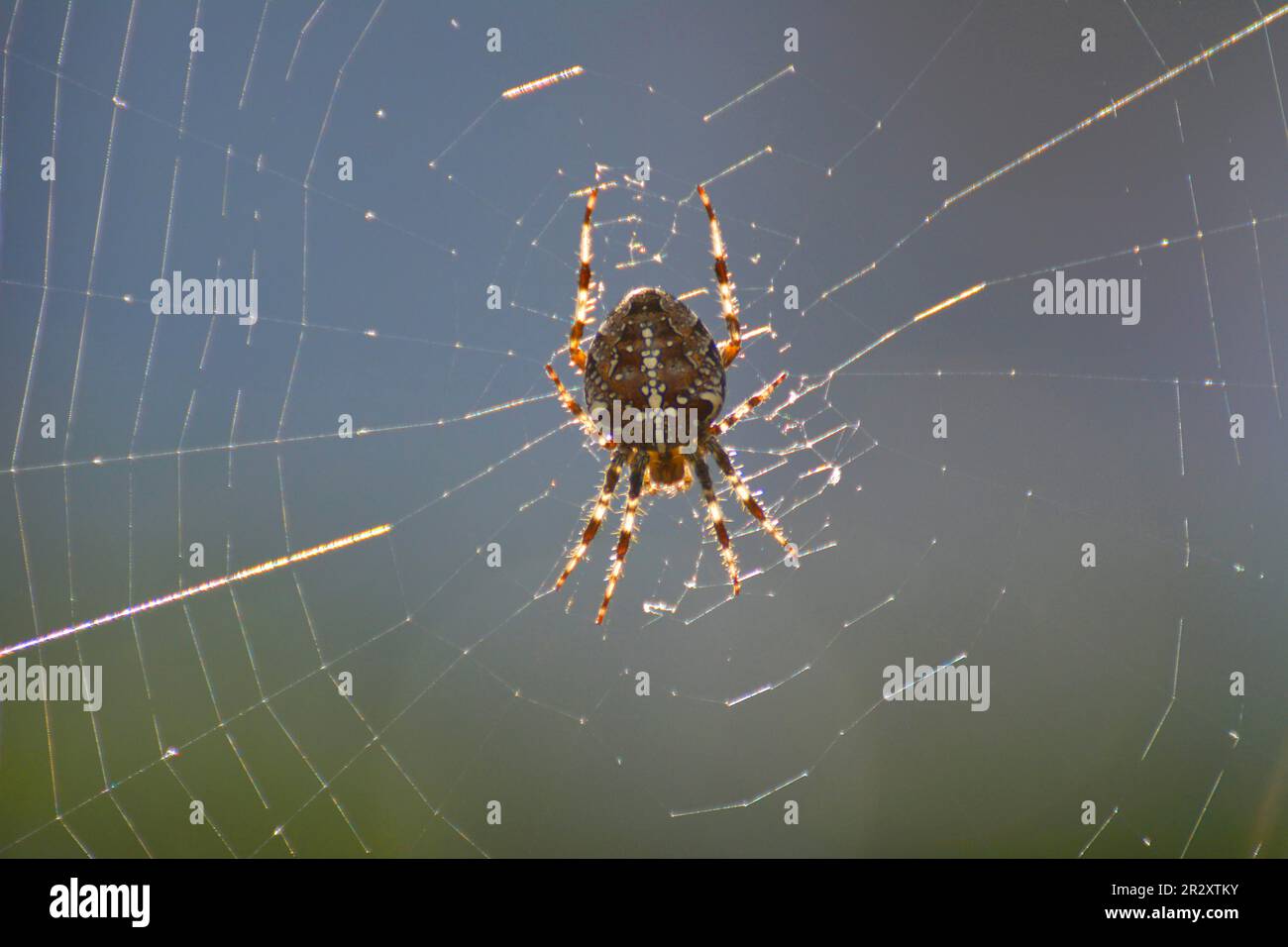 Cross spider in the web Stock Photo - Alamy