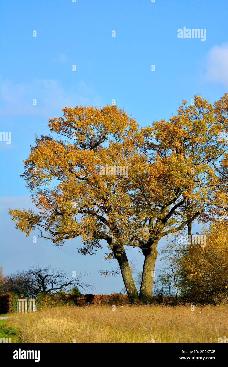 Colourful oak tree hi-res stock photography and images - Alamy