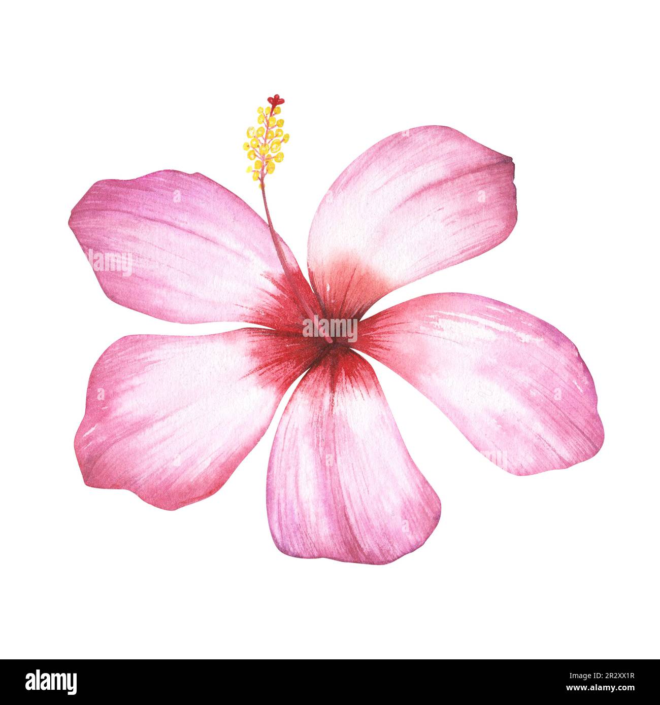 Pink hibiscus flower isolated on white background. Watercolor hand ...