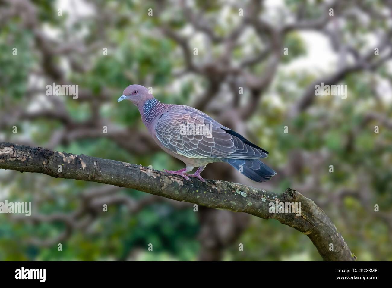 Pombo - Dove Stock Photo - Alamy