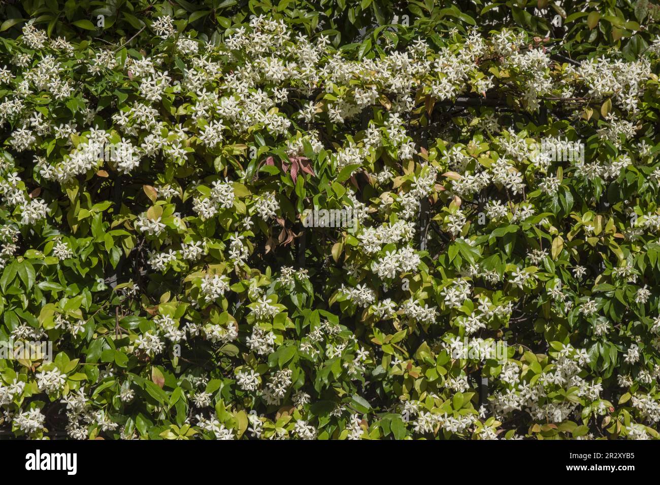 A hedge full of flowers in an urban garden Stock Photo